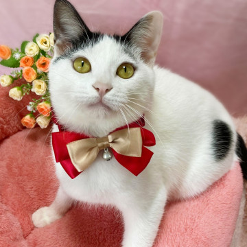 性格満点◎穏やかな子猫 生後5ヶ月