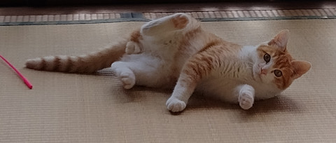 4〜5ヶ月、猫大好き茶白子猫