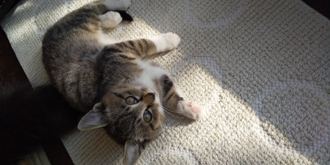 まん丸キジシロ君