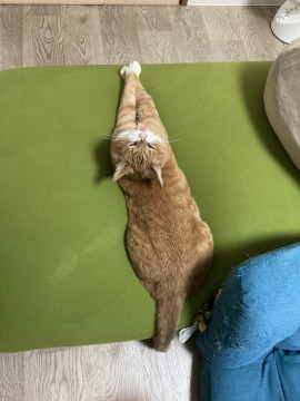 靴下ねこ  ふくすけです。
