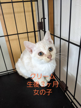美猫姉妹