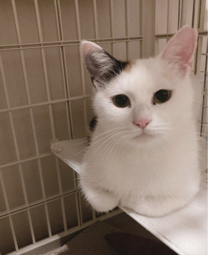 ナデナデ大好き美猫❤️白三毛おこめちゃん