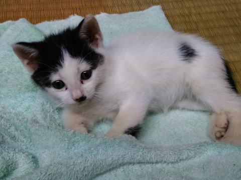 ちょびヒゲ子猫ちゃん