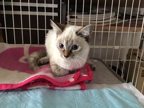 穏やかなシャム風美人