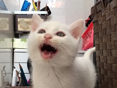 かわいい白猫ぼうや