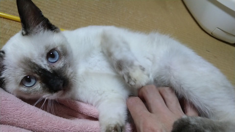 シャム猫似ふわふわな毛と青い目の女の子