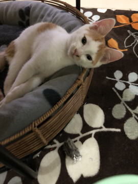 保護猫 茶ブチ