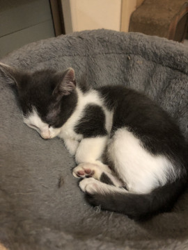 保護猫 グレーハチワレ