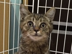 人なつこいキジトラおじょうさん