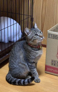 可愛いキジトラちゃん