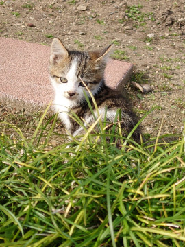 【急募】シャム猫母と2匹の子猫