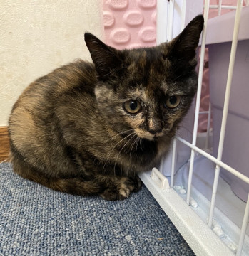 綺麗なサビ猫2ヶ月