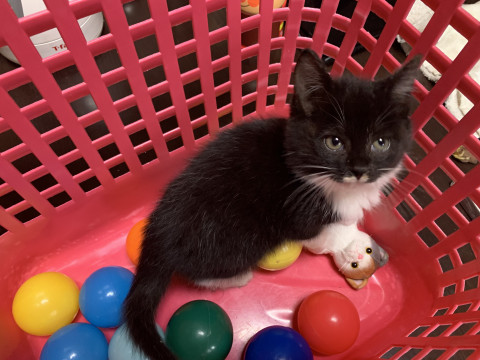 生後2ヶ月位のかわいい白黒猫です♪