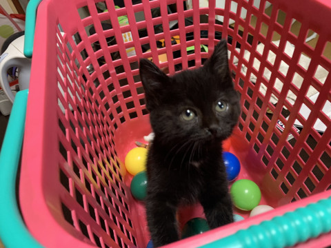 かわいい黒猫の子ネコです♪