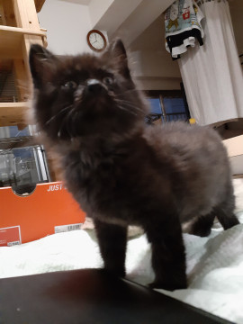 しっぽがもふもふな黒猫くん