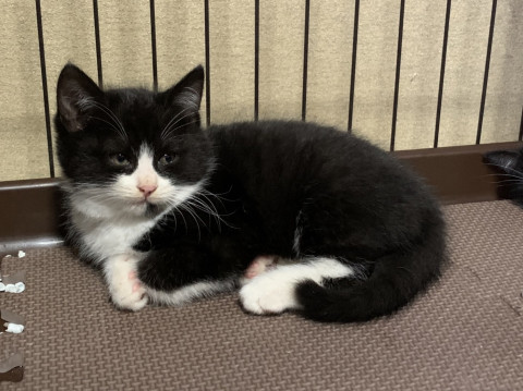 ハチワレ