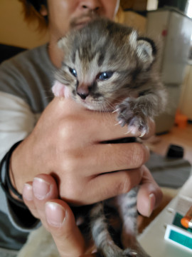 少し大きめの子猫  １ヶ月未満