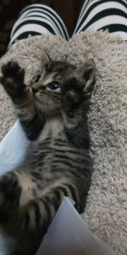 子猫ちゃん♪