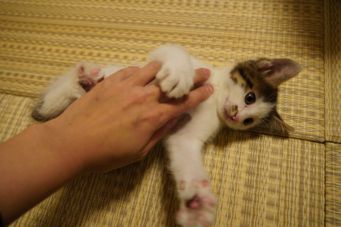 コロコロ太った2ヶ月の茶ぶちちゃん