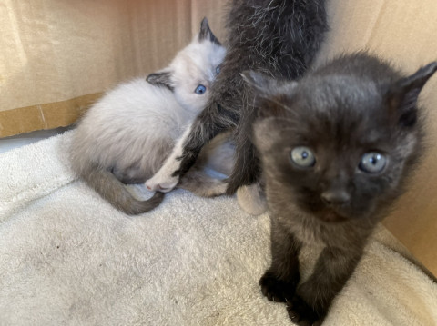 トライアル予定です。オスの黒猫ちゃん