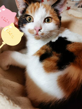 三毛猫ちゃん