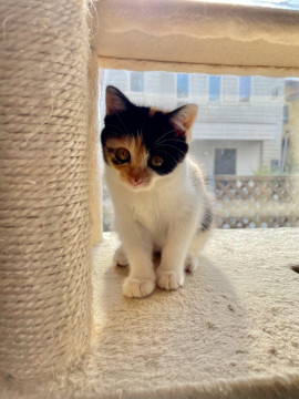 猫]神奈川県の里親募集 ムチムチお尻が可愛い三毛猫ちゃん