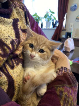 ミルクティー子猫2ヶ月