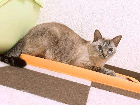 綺麗な青い目のアニーちゃんの里親募集です