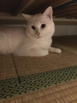真っ白なシャイボーイ