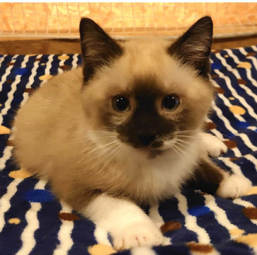 シャムミックスの可愛い子