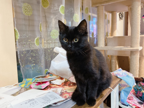 奇跡の黒猫