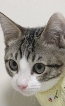 生後3ヶ月サバ白