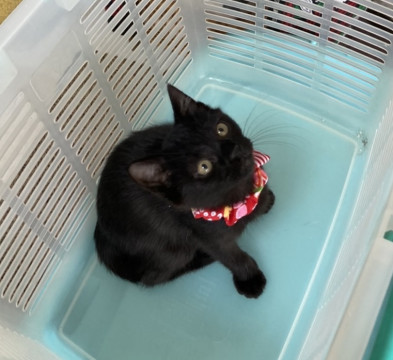 シャイで可愛い黒猫イッチャン1匹でも!