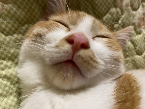 急募!去勢済み!肩乗り子猫(´∀`)