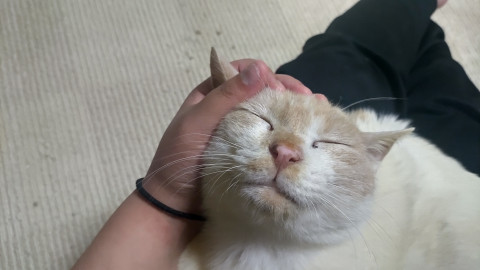 病院の先生もお墨付きの珍しい毛色の猫さん