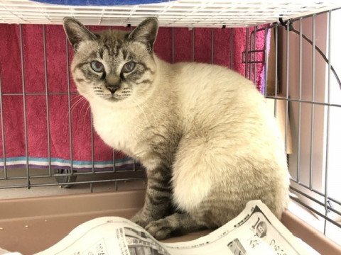 シャムミックスの優しい子