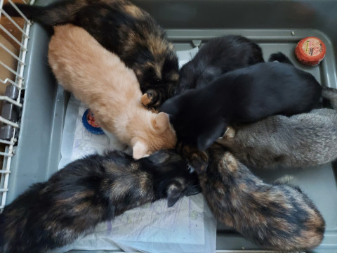 5匹の子猫たち