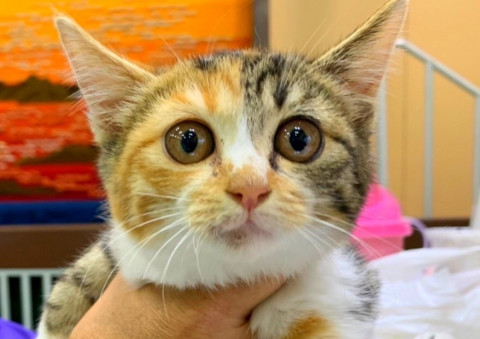 うめ 三毛猫 2ヶ月 メス