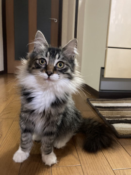 サンタさんみたい仔猫