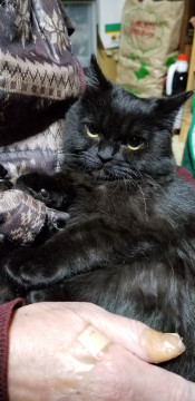 ペルシャ系長毛の黒猫ちゃん