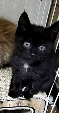 甘えん坊の黒猫1ヶ月女の子