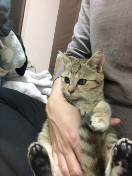 美脚のきじねこ