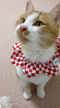 人馴れOK甘えん坊チャシロ男の子