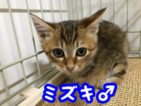 超美形の麦わら兄