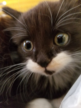 口元キュートな子猫3ヶ月