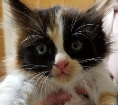 美猫候補のシャイな女の子3ヶ月