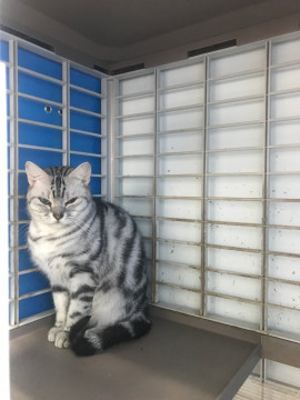 アメショ、6歳。