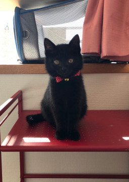 人懐こい黒猫ちゃん