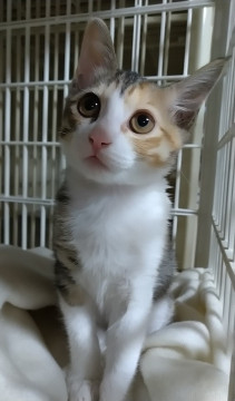 目の大きな三毛子猫