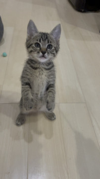 人が大好き可愛いキジ猫メス